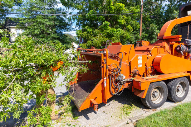 Residential Tree Removal